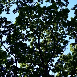 London/Forest Hill/DSC_3176.JPG